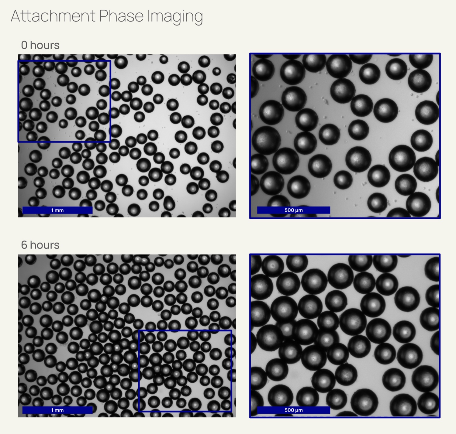 Brightfield micrographs of microcarrier samples at zero and six hours, with overview and magnified views.
