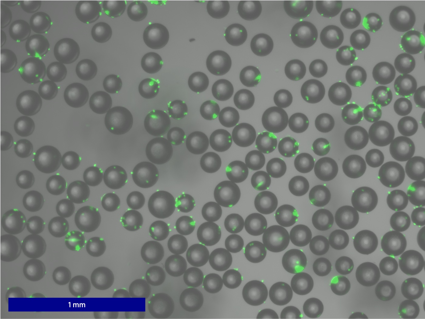 Calcein AM live cell staining of microcarriers six hours post-seed, imaged in GFP and brightfield channels.