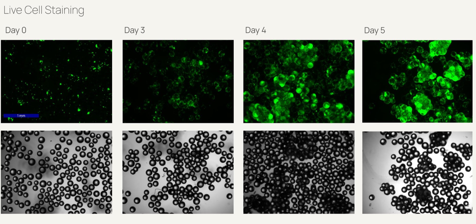 Calcein AM live cell staining of microcarrier samples at days 0, 3, 4 and 5 in GFP and brightfield channels.