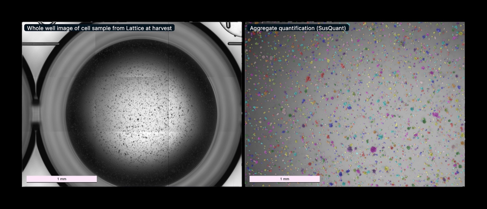 Two panels: a brightfield whole-well image of a Lattice culture sample at harvest, and the corresponding SusQuant aggregate segmentation.