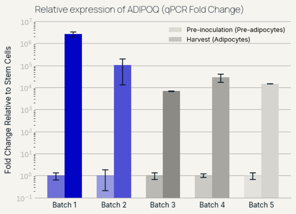 Bar chart of ADIPOQ relative expression pre-inoculation and at harvest across five batches.