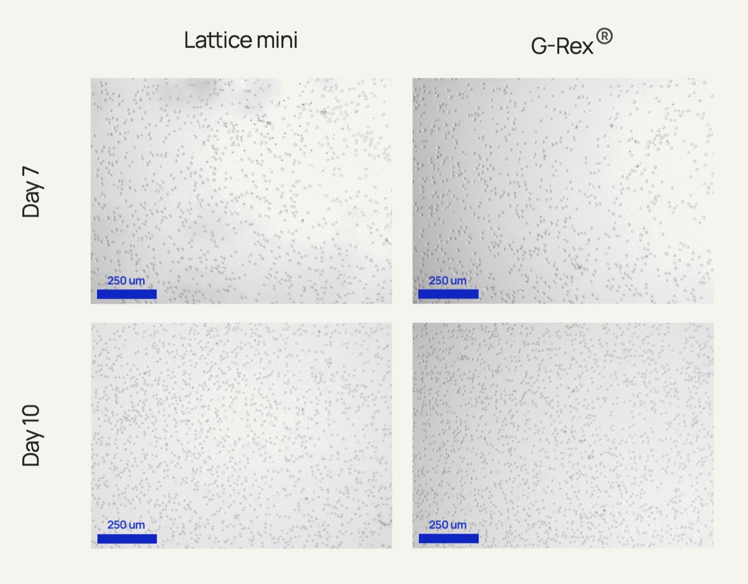 Grid of brightfield micrographs of T cell samples from Lattice mini and G-Rex at days 7 and 10 for three donors.